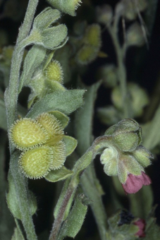 Nutlets (in fours in this family) [Cynoglossum officionale; Boraginaceae]